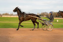 Cheval,-Chevaux,-Domaine-de-Grosbois,-Drivers,Grosbois,-Kaleidos,-Kaleidos-images,-La-parole-à-limage,-Marolles-en-Brie,-Sulky,-Tarek-Charara,-Trot,-Trotteurs